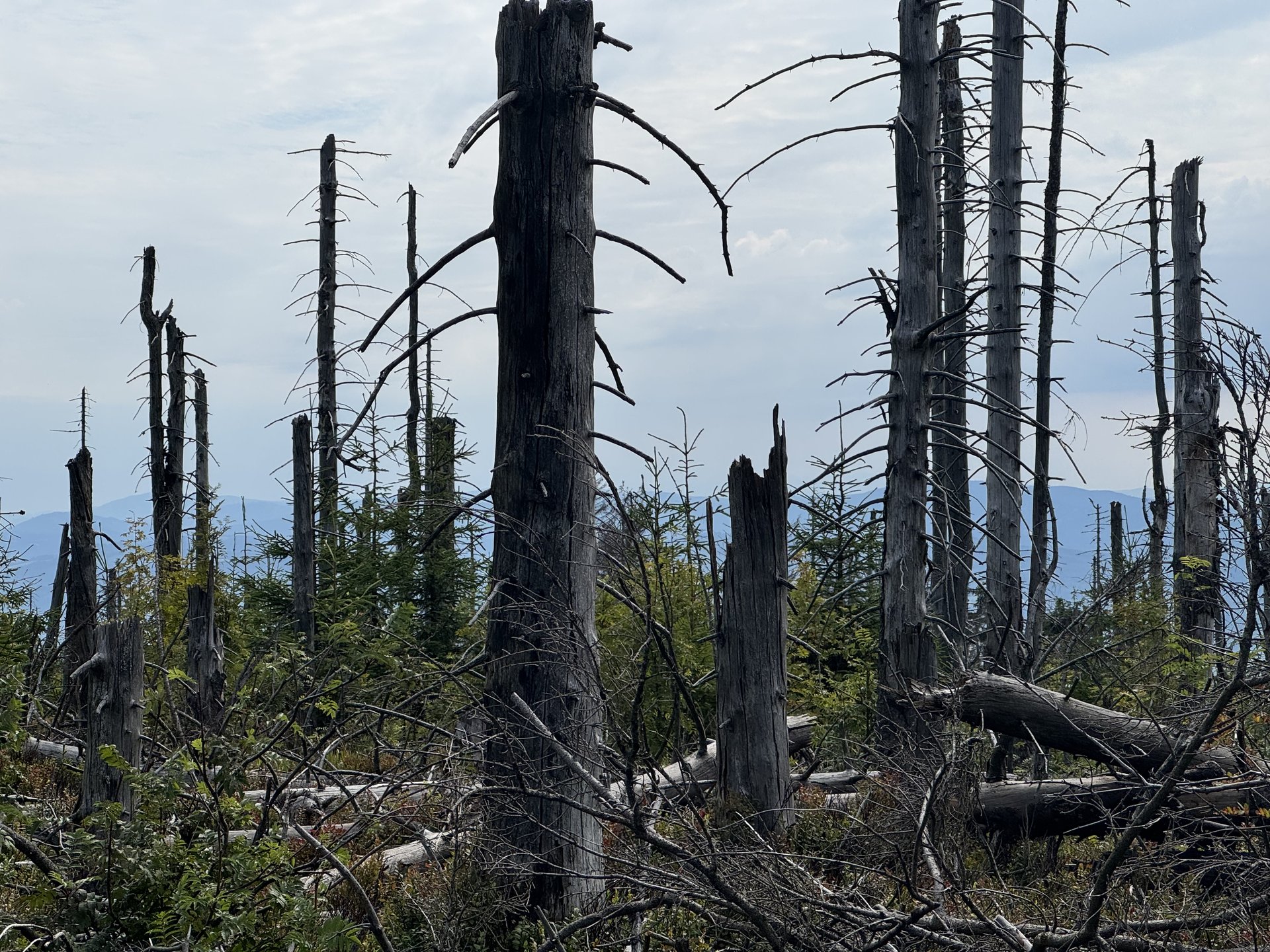 Dead and young spruces near Velký Polom